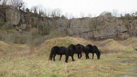 Image of fell ponies at Clints Quarry Nature Reserve © Libby Robinson