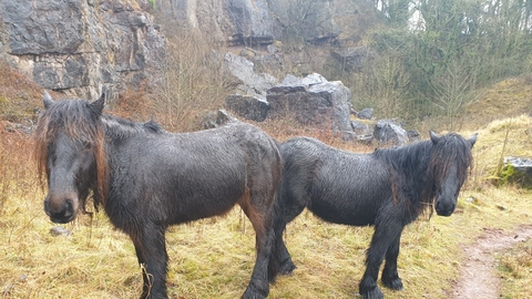 Image of fell ponies at Clints Quarry Nature Reserve © Cumbria Wildlife Trust