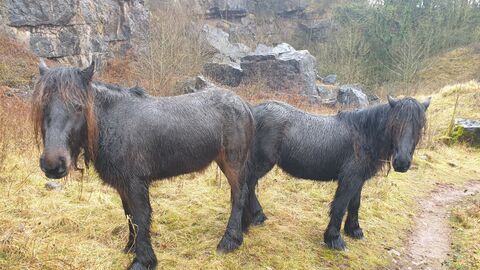 Image of fell ponies at Clints Quarry Nature Reserve © Cumbria Wildlife Trust 