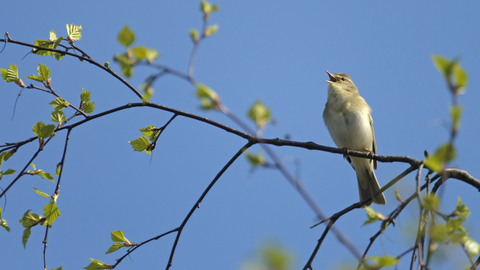 A willow warbler singing on a tree branch