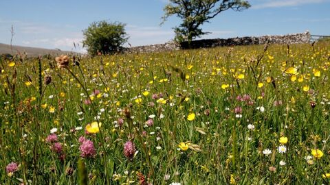 wildflower meadow