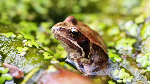 March 2021 Common Frog by James Barclay