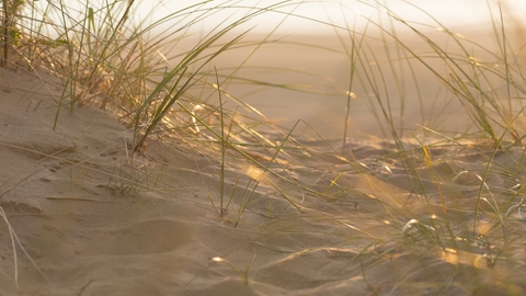 Sandscale Haws Roanhead grasses in dune bright sunlight