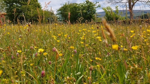 Bowber Head Farm meadows
