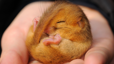 A sleeping dormouse curled up in a person's palm