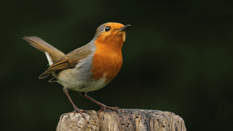 Robin-Jon-Hawkins-Surrey-Hills-Photography