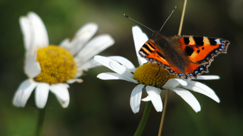 A butterfly on an oxeye daisy
