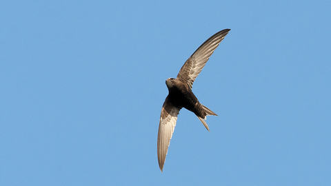A swift against a blue sky