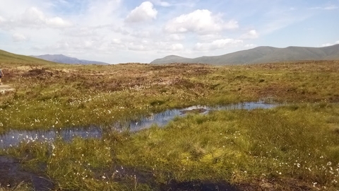 Cotton-grass flourishing at Armboth, following peatland restoration work with National Trust, United Utilities, Natural England & Defra © Cumbria Wildlife Trust