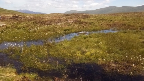 Cotton-grass flourishing at Armboth, following peatland restoration work with National Trust, United Utilities, Natural England & Defra credit Cumbria Wildlife Trust
