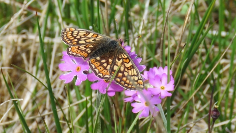 Image of marsh fritillary on Primula farinosa credit Kevin Scott