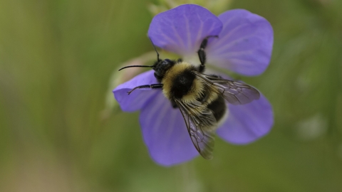 Garden bumblebee