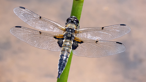 A four spotted chaser dragonfly on a plant stem