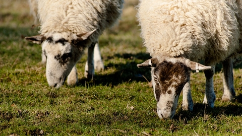 A pair of sheep grazing
