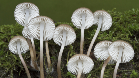 A group of mycena fungi in front of green moss