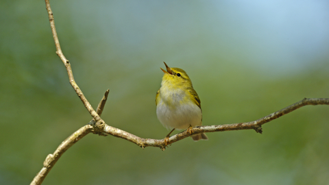 A small yellow and white bird known as a wood warbler sitting on a branch and singing