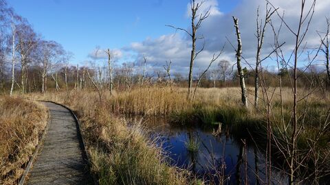 Lowland raised mire at Foulshaw Moss Nature Reserve © Tony Shaw