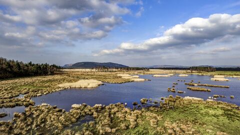 A wide shot of a wetland in the sunshine, with woodland to the left and a blue, cloudy sky.