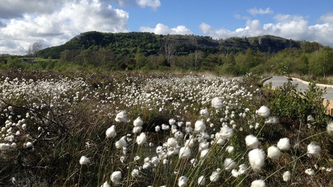 Image of cottongrass at Foulshaw Moss Nature Reserve credit Bex Lynam