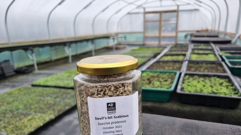 Harvested wild flower seed in a jar from Gosling Sike nursery