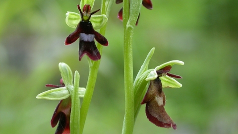 Image of fly orchid credit Philip Precey