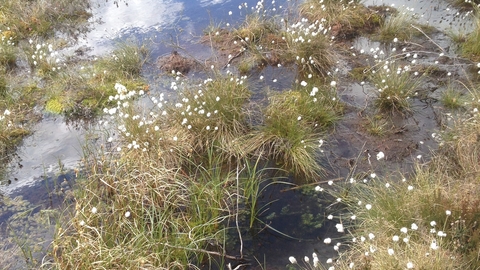 Image of cottongrass credit Cumbria Wildlife Trust