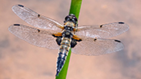 September - Four-spotted chaser dragonfly © John Cobham