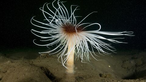 Image of fireworks anemone in Irish Sea credit Paul Naylor