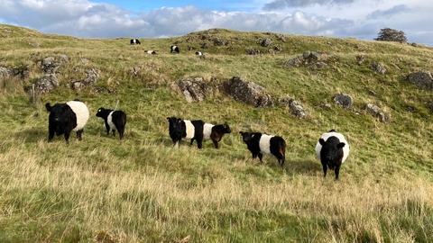 Belted Galloway