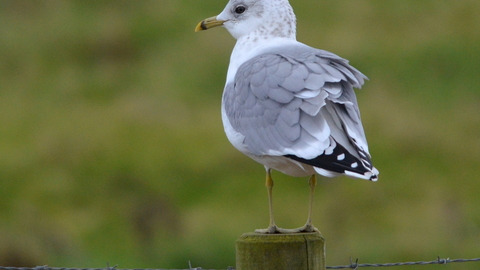 A gull facing away from the camera, standing on a fence post