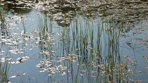 Barkbooth Lot Tarn plants Credit CWT John Morrison
