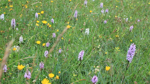 Brown Robin meadow orchids copyright Cumbria Wildlife Trust