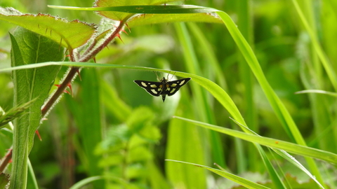  RS17609_White-spotted Sable 2, Latterbarrow, 24-5-22-scr Credit Chris Scaife