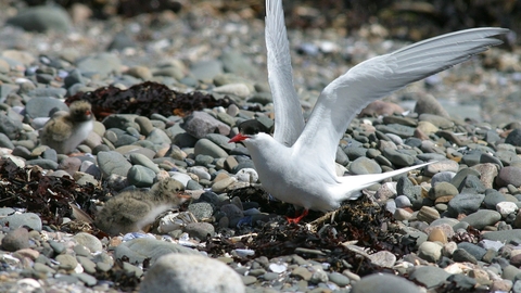 Image of Arctic tern and chick on shingle credit J Sheldon