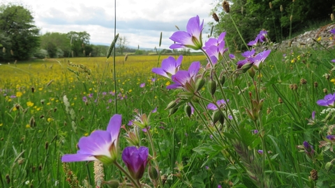 Bowber Head Farm Cumbria credit Cumbria Wildlife Trust