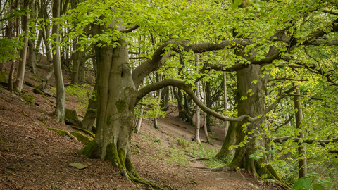 Craggy Wood c Amy Bateman
