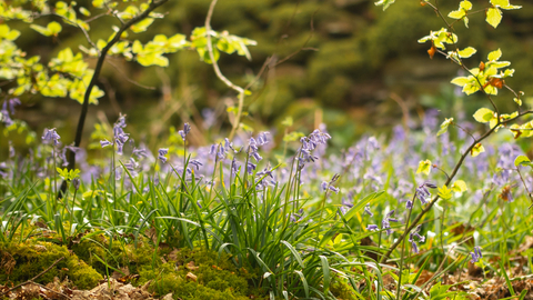 Craggy Wood ground flora copyright Amy Bateman