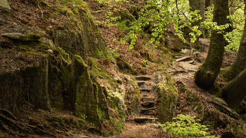Craggy Wood steep path copyright Amy Bateman