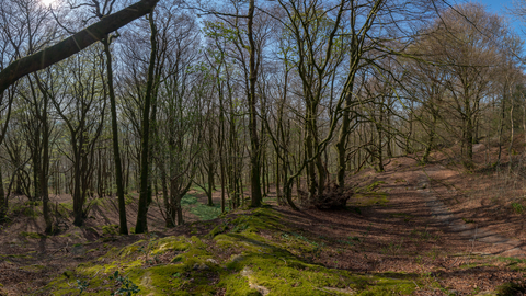 Craggy Wood trees and path copyright Amy Bateman