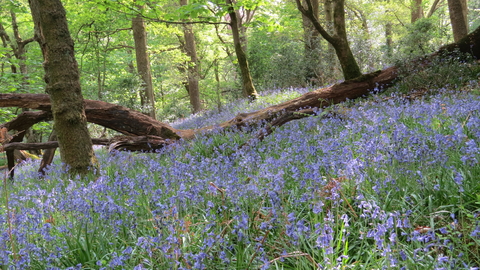 Bluebell wood at Barkbooth lot nature reserve copyright Joe Murphy