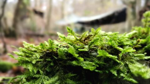 a plant and outdoor shelter at brown robin nature reserve