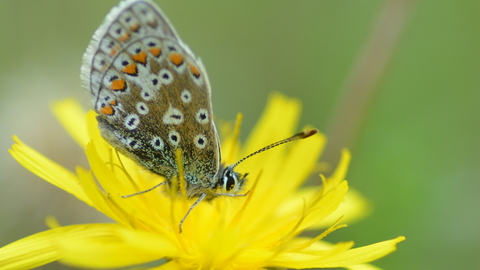 Image of common blue butterfly credit Ryan Clark