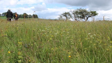 Image of Eycott Hill Coronation Meadow