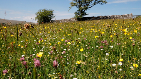 Bowberhead wild flower meadows on a summers day