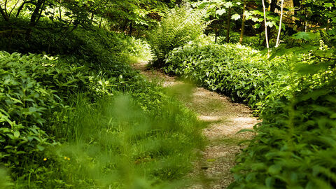 A view of a path through a dense, green woodland