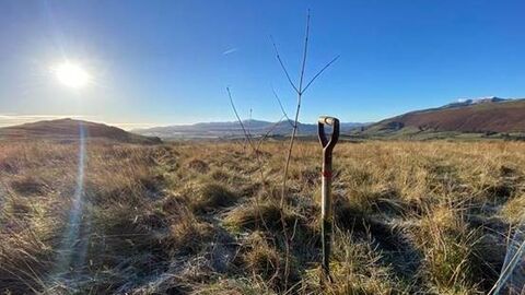 Tree planted at Eycott Hill credit The World of Beatrix Potter Attraction 