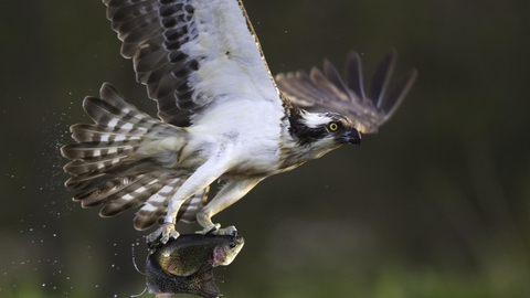 Osprey (pandion haliaetus) fishing, Cairngorms National Park, Scotland - copyright Peter Cairns/2020Vision