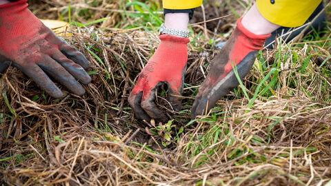Plug planting, Penrith 2023