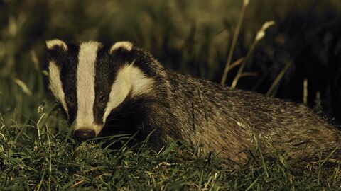 badger credit andrew parkinson -2020Vision
