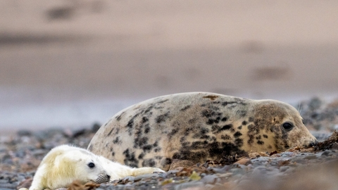 a grey seal mother and pup at south walney nature reserve